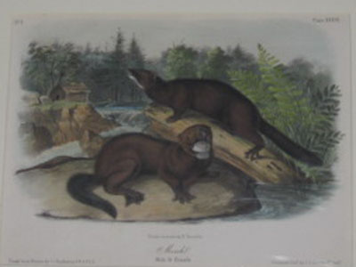 (NATURAL HISTORY). AUDUBON, John James [1785-1851]. Mink. Male & Female. Drawn from Nature by J.J. Audubon… Drawn on stone by R. Trembly. Painted & Col[oure]d. by J.T. Bowen, Philada. [New York: 1852-1854]. 